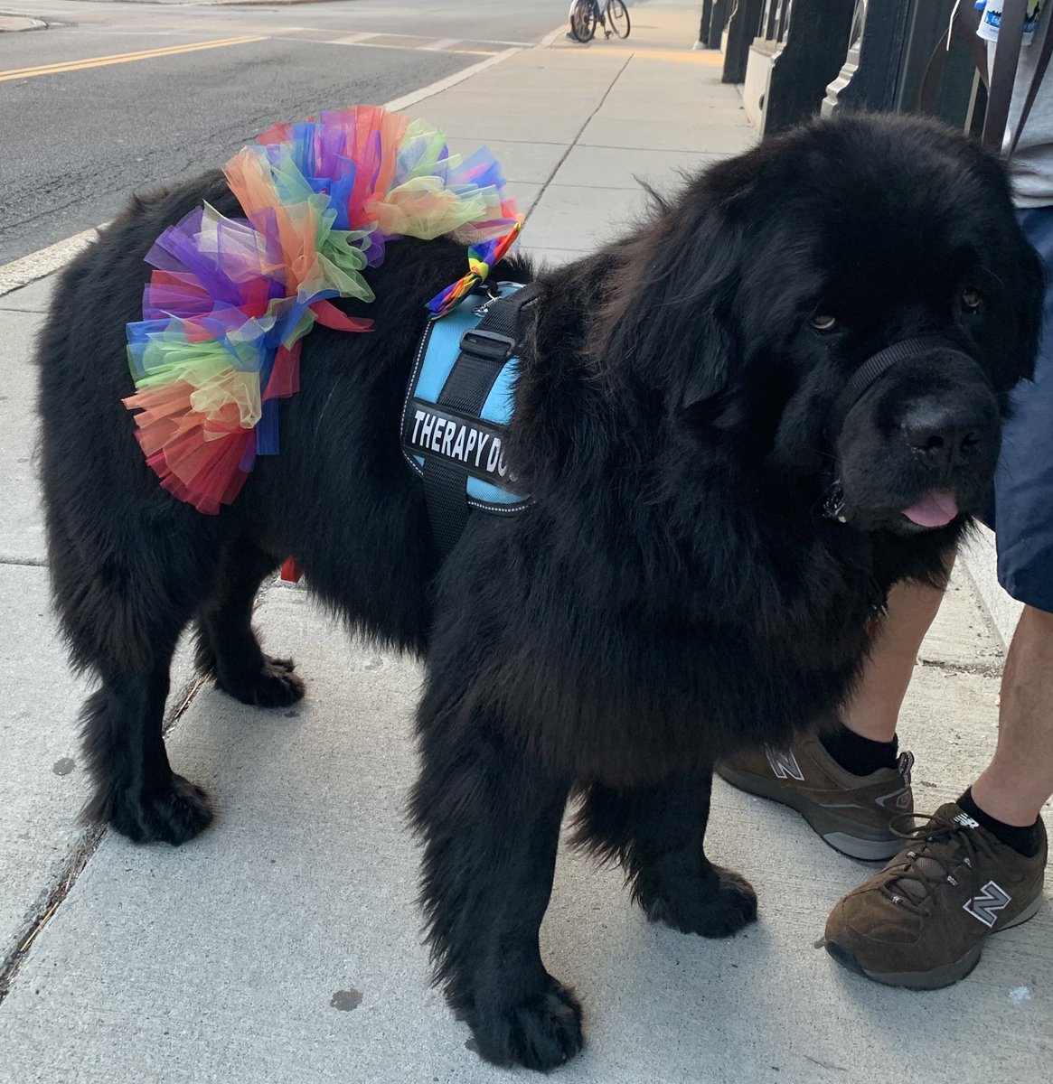 Enzo, ally. He came to support an event that had some anti-queer rhetoric on local social media. 
he pulls off the rainbow tutu like a boss