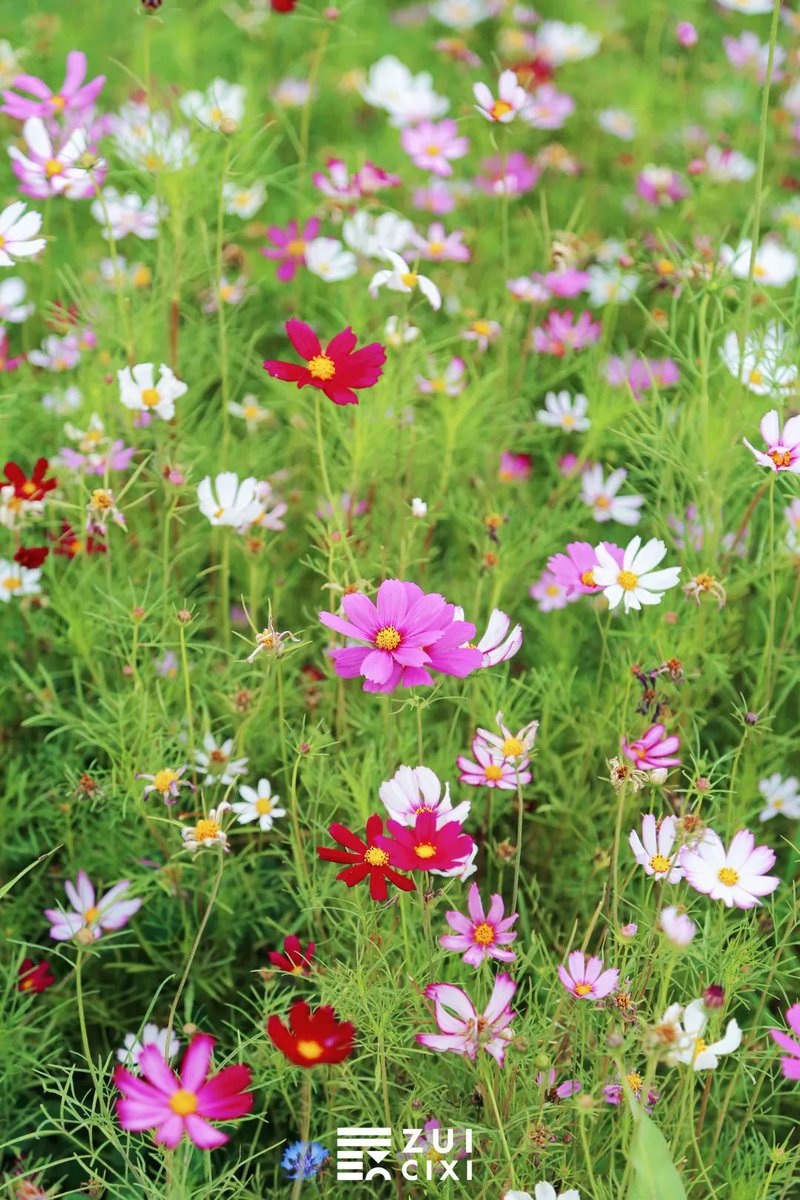 i_cixi's tweet photo. A piece of the cosmos is in full bloom in #Cixi Park. #Flowers https://t.co/f2Sups2Xto