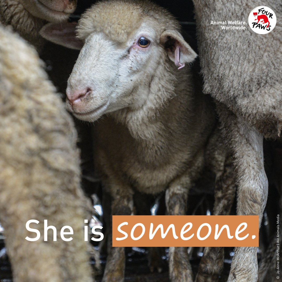 She is so much more than a farming statistic 💔🐑

#farming #sheepfarming #sheep