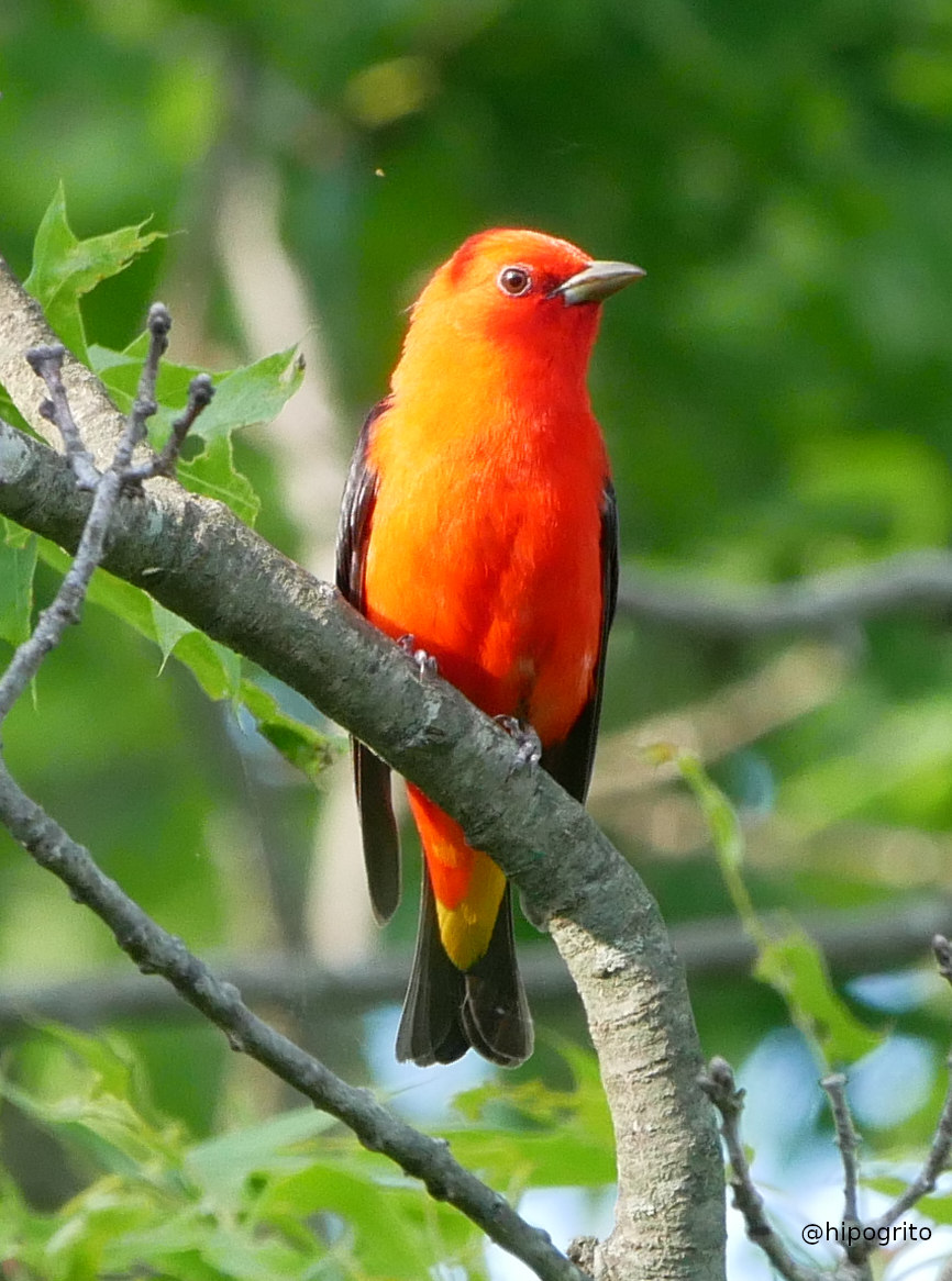 Scarlet Tanager
Northport, Long Island, NY

#birds #birding #BirdsOfTwitter #birdwatching #birdphotography #wildlifephotography @BirdQueens