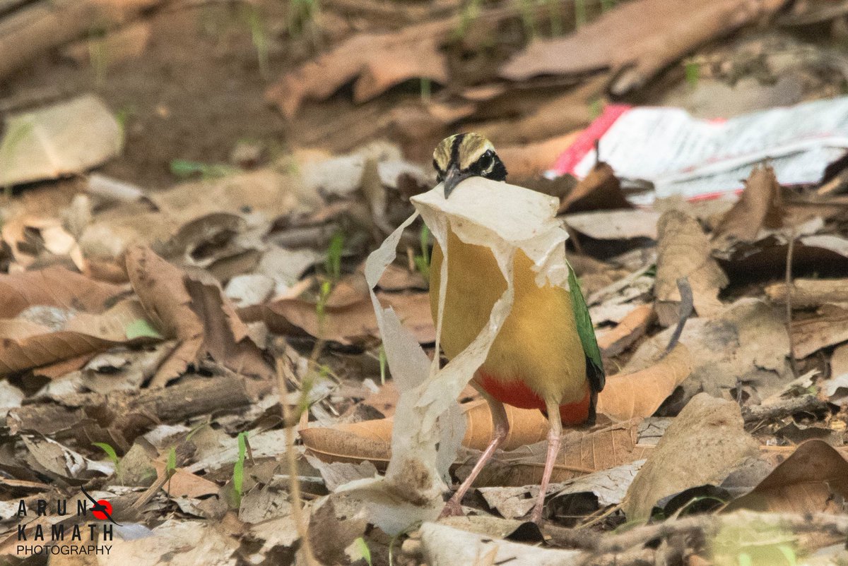 #VIBGYORinNature the Indian Pitta for the theme. However sad to see it's using plastic as nesting material #sayno2plastics #IndiAves #BirdsSeenIn2023 #dailypic #TwitterNaturePhoto #ThePhotoHour #BBCWildlifePOTD #natgeoindia @Saket_Badola @vivek4wild @ParveenKaswan @Avibase