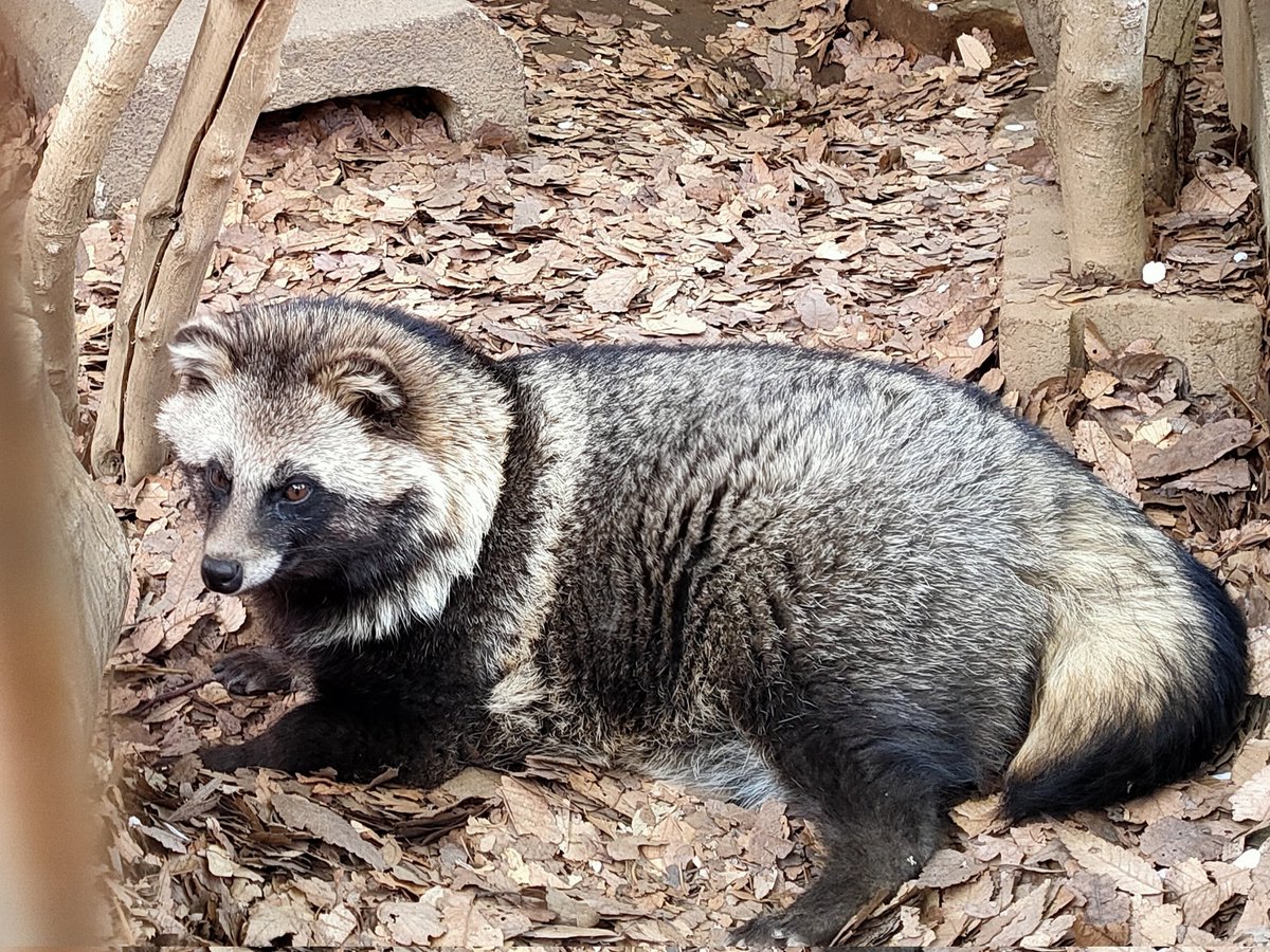 #月曜日のたぬき #ゲンマイ #夢見ヶ崎動物公園 #タヌキ #たぬき #狸 #ホンドタヌキ 2021年4月