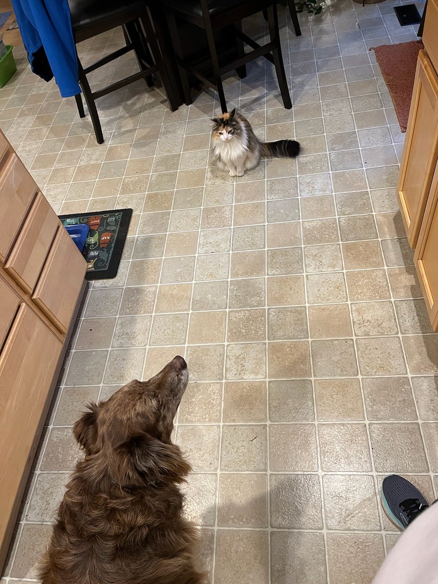 CalicoDaily's tweet image. Standoff