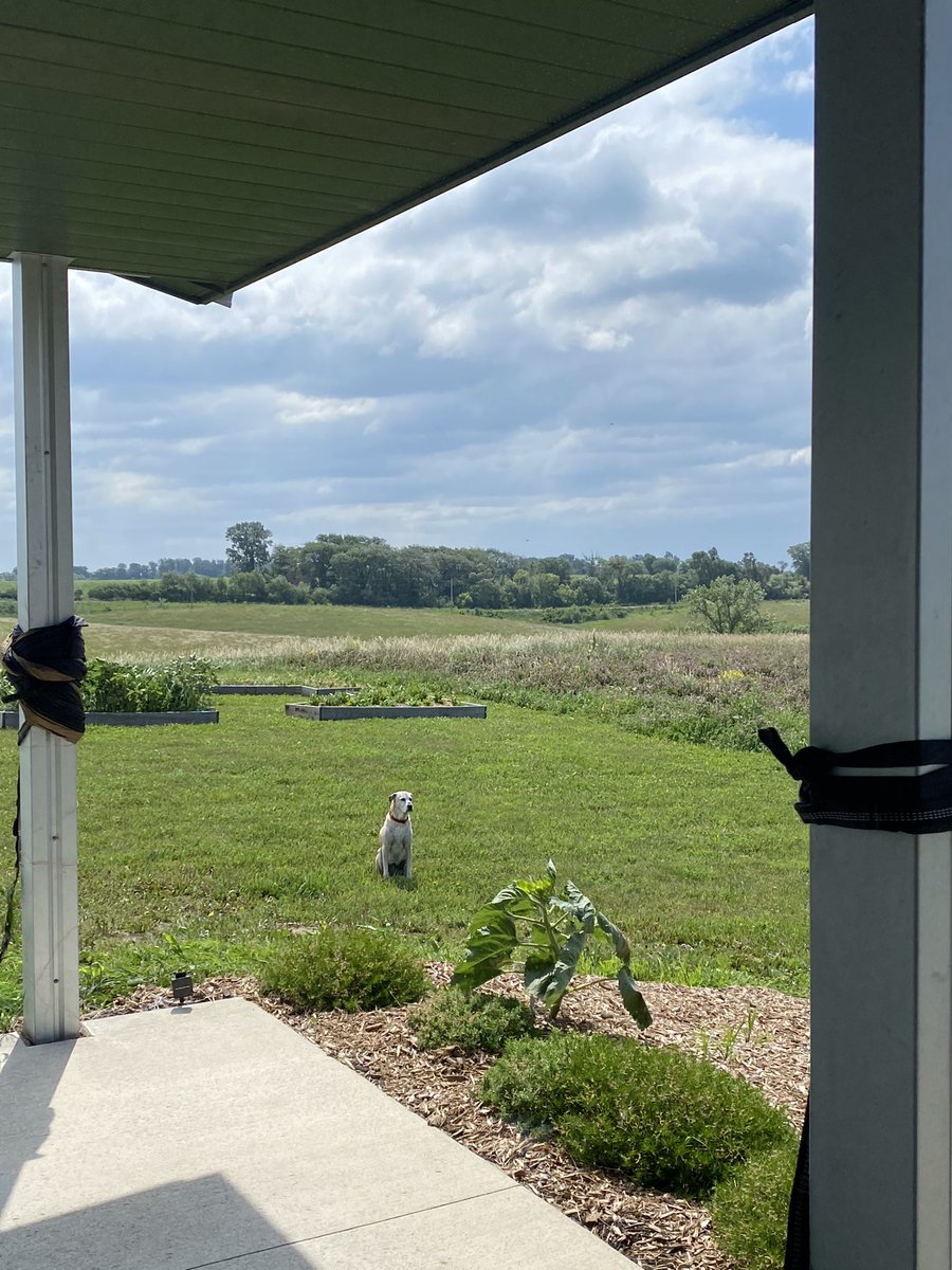 Raven is just fine about being an old dog. “World,” she says,  “you come to me. Come!”