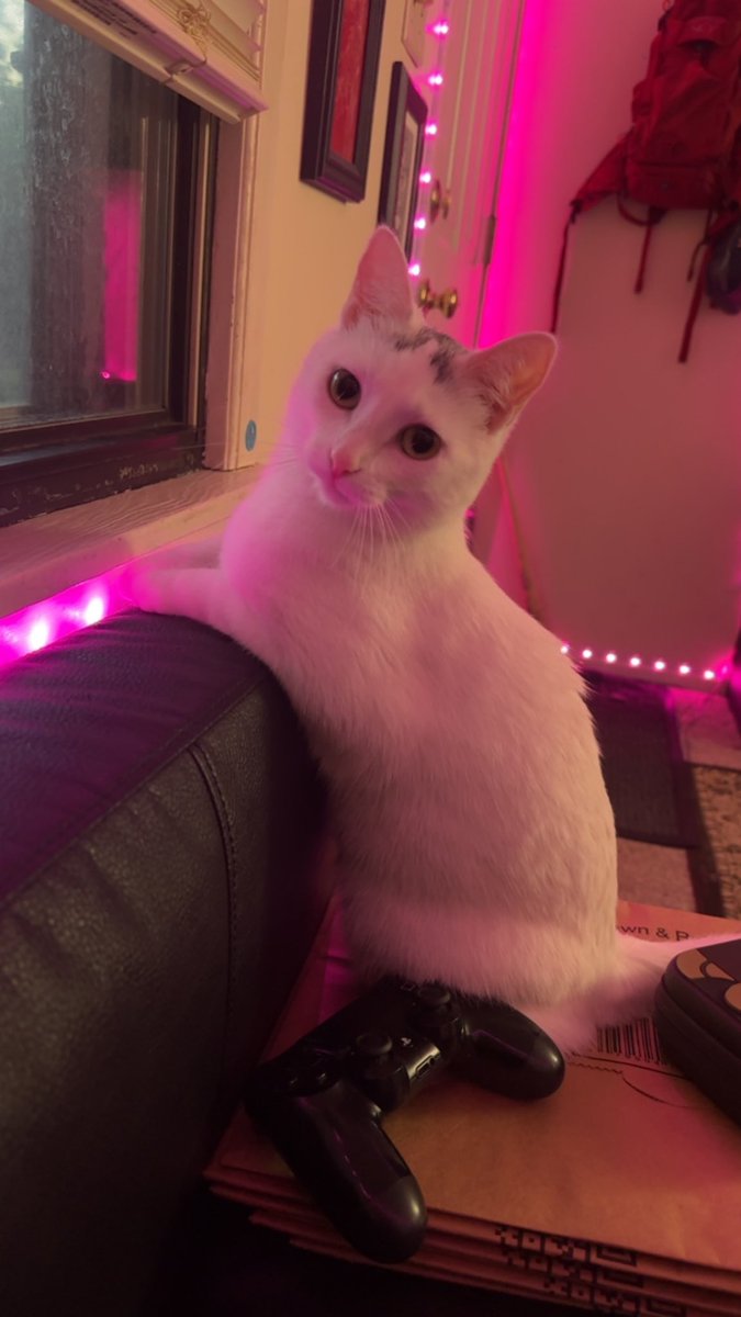 Princess Dollface (@anime_ramen_) on Twitter photo 