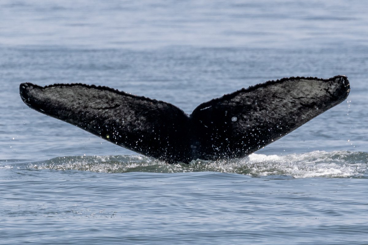VanIslandWhale's tweet photo. Who is that whale? 

This whale is a young one, born in 2021 to be exact! It's Ghost's 2021 calf! 

#vanislandwhalewatch #humpbackwhales #humpbacks #humpbackrock #humpbackrocks #humpbackwhaleencounters #humpbackbreach #humpbackday #ExperienceVancouverIsland #explorenanaimo https://t.co/nW2gbh2JBp