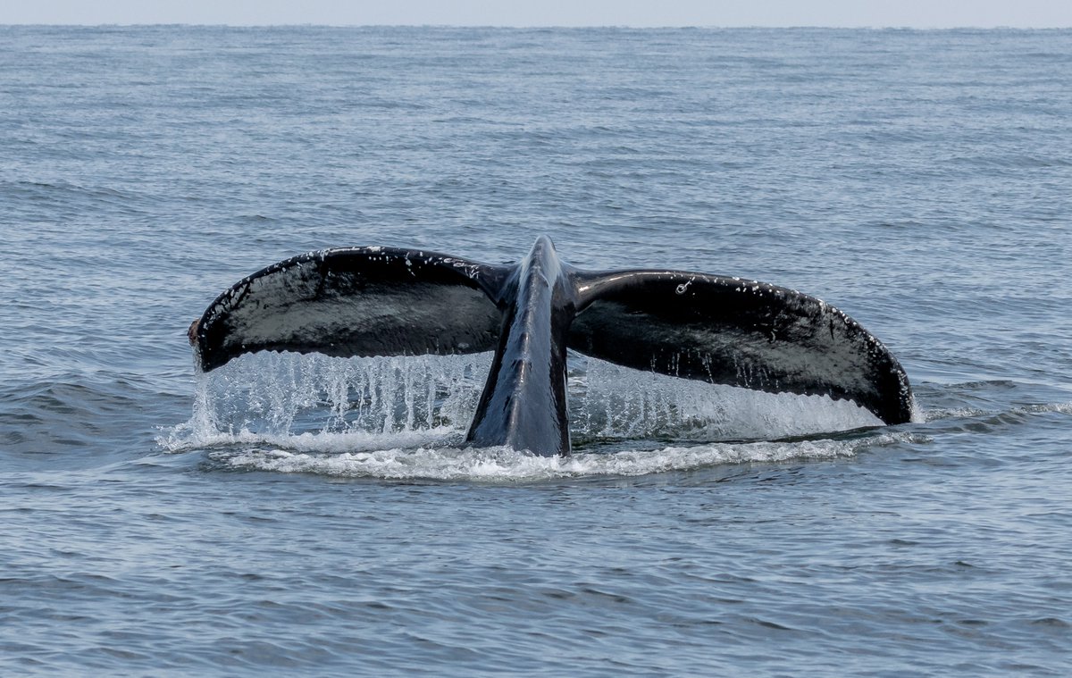 Who is that whale? 

This whale is a young one, born in 2021 to be exact! It's Ghost's 2021 calf! 

#vanislandwhalewatch #humpbackwhales #humpbacks #humpbackrock #humpbackrocks #humpbackwhaleencounters #humpbackbreach #humpbackday #ExperienceVancouverIsland #explorenanaimo