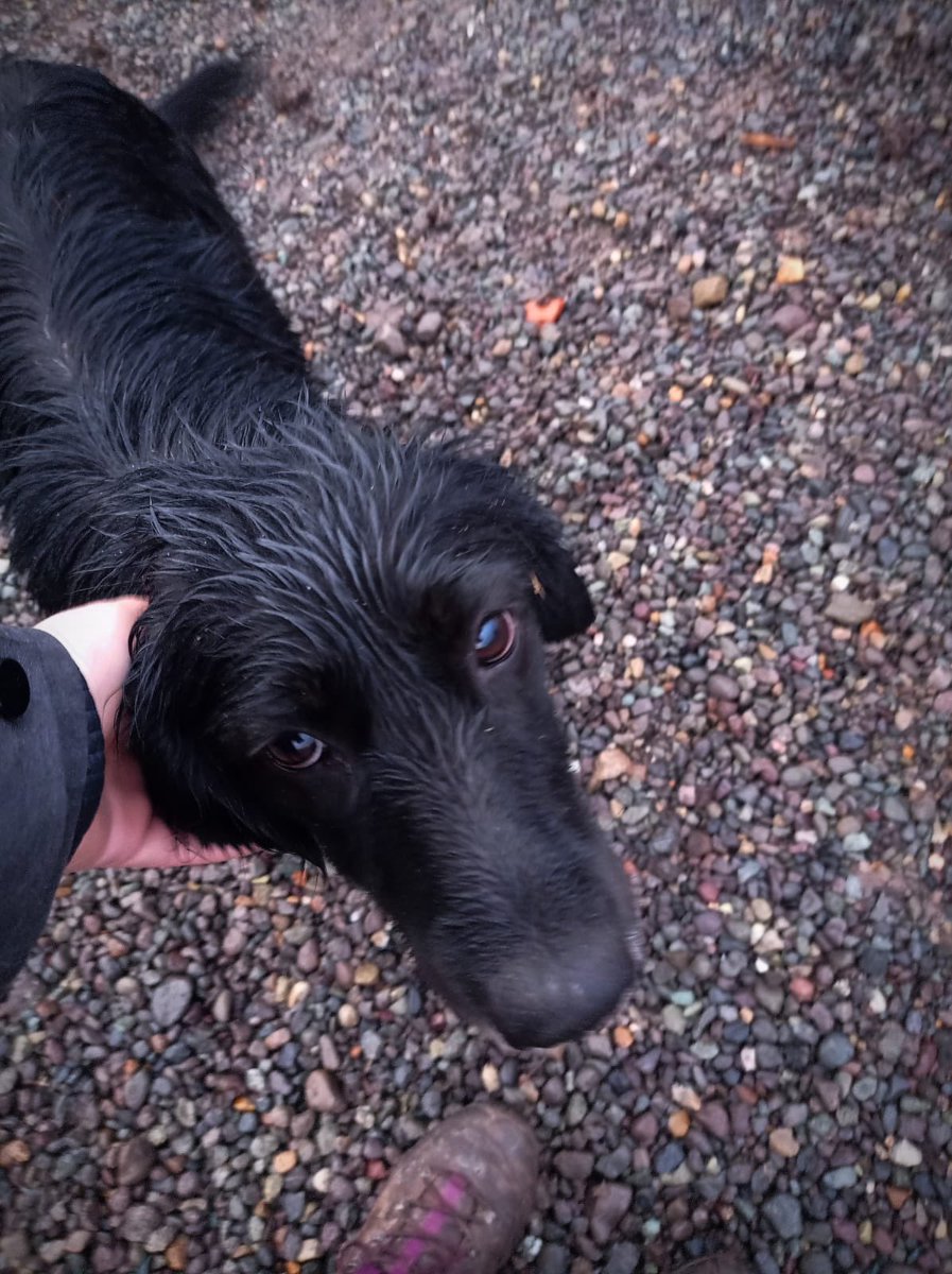 carolinapinoc's tweet photo. Chicos necesito un hogar para esta morenaza mega regalona! Esterilizada, se entrega vacunada, ayúdenme para q no pase otra lluvia en el abandono ! Aprox 1 año, mediana, muy dócil y cariñosa ! Stgo. RT xfa https://t.co/zgNLHedvz0