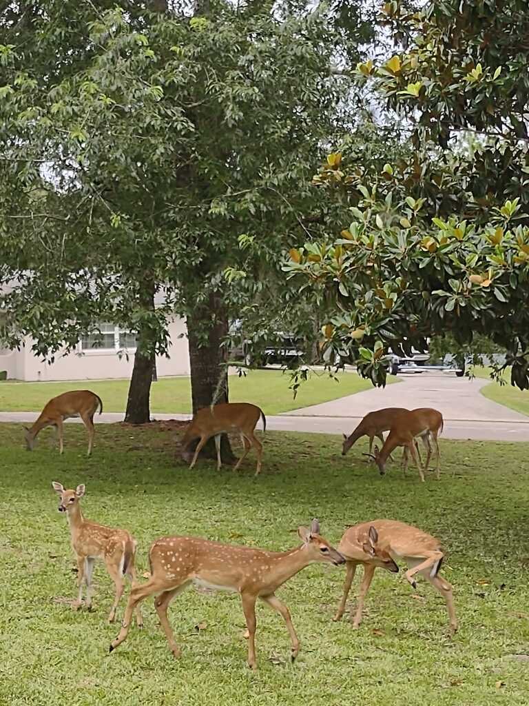 Nature's Lawnmowers: Free of Charge! 🦌🌿