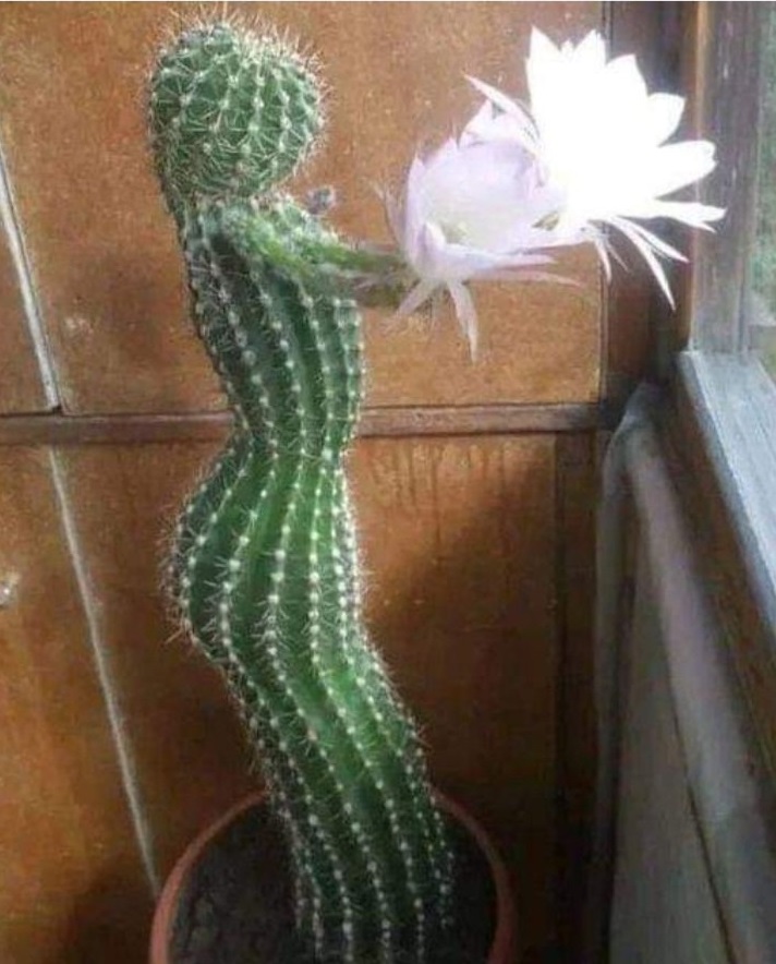 Lady Cactus