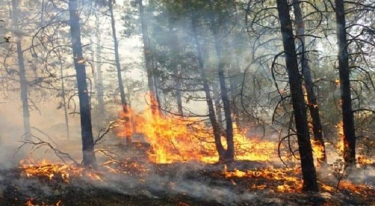 martikarinaz's tweet photo. Los incendios forestales están arrasando con toda el área protegida de @CONANP_mx en el ejido #ellargo qué #tambieneschihuahua... Urge ayuda... Dice mi apá que ya se anda metiendo pa #sonora la lumbre https://t.co/VAkBzek6HT