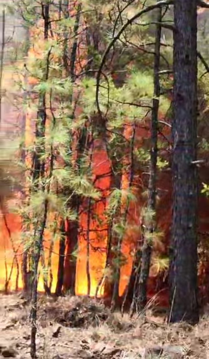 martikarinaz's tweet photo. Los incendios forestales están arrasando con toda el área protegida de @CONANP_mx en el ejido #ellargo qué #tambieneschihuahua... Urge ayuda... Dice mi apá que ya se anda metiendo pa #sonora la lumbre https://t.co/VAkBzek6HT