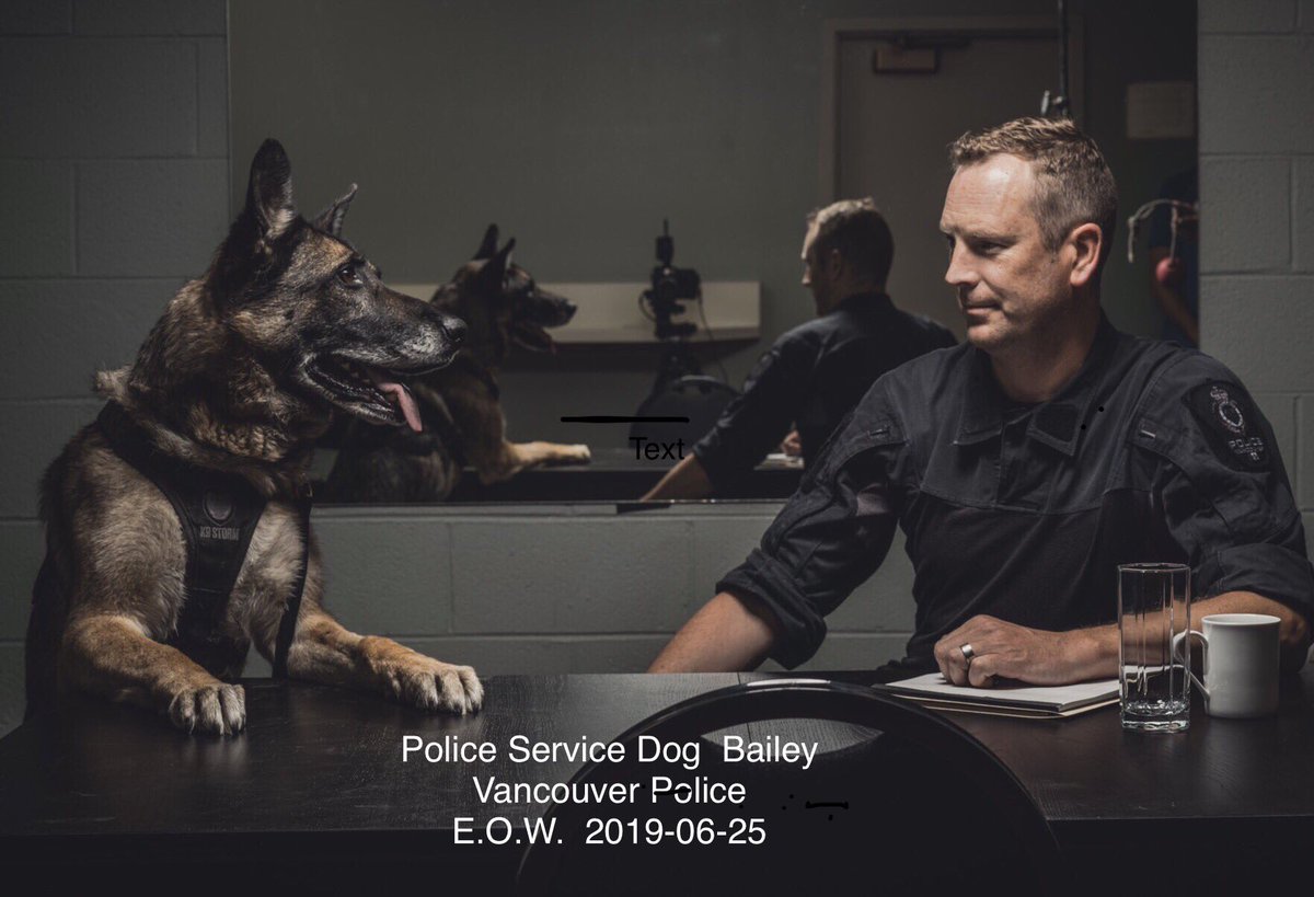 HerosofCanada's tweet photo. Never Forget 🇨🇦
Police Service Dog Bailey  #1198  
@VancouverPD @VPDCanine 
Service tenure January 2013-April 2019
E.O.W.  2019-06-25  Partner Cst. Lequesne 
Honour Them https://t.co/gO5Ujb14EO