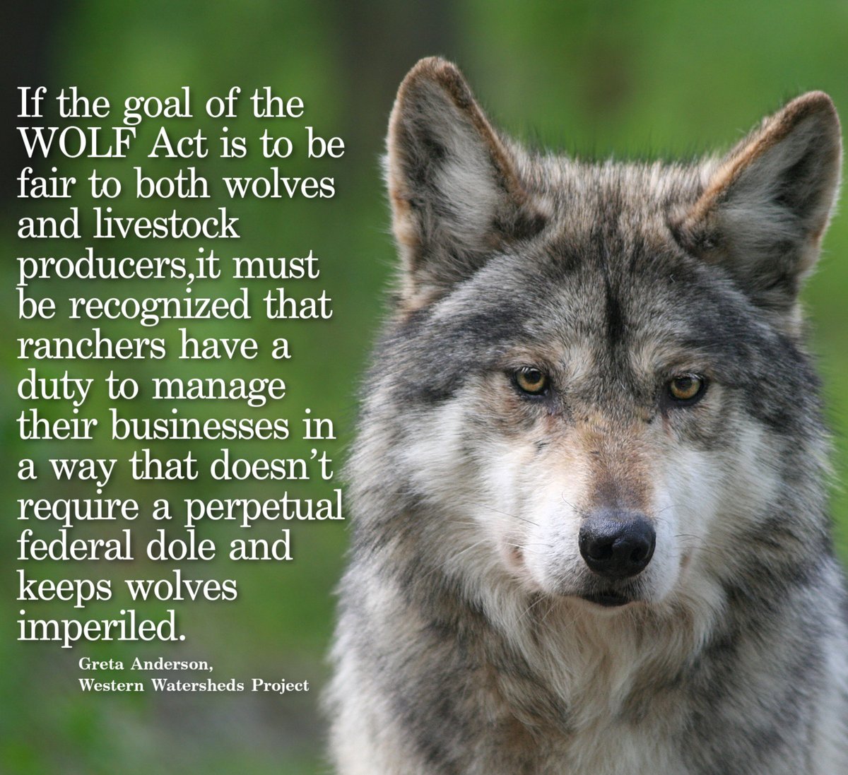The recent bipartisan legislative effort known as the “Wolf & Livestock Fairness (WOLF) Act” is anything but fair to wolves + American taxpayers. Instead offers yet another handout to livestock operators who choose to raise cows in Mexican wolf habitat.
→ abqjournal.com/wolf-act-isn-t…