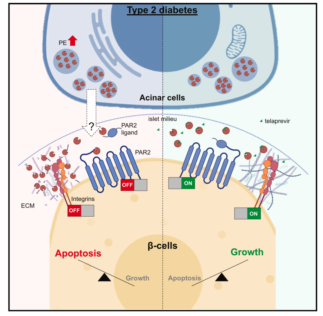 I am extremely delighted to share our recently published work describing the new role of #pancreaticelastase in regulating #betacell homeostasis in the context of #endocrineexocrinecrosstalk in diabetes.

sciencedirect.com/science/articl…