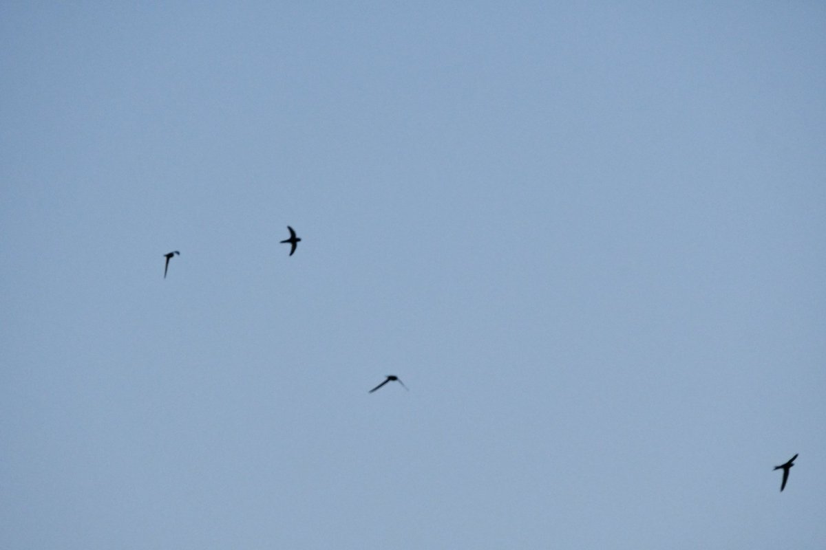 Beth Thomas tweet media