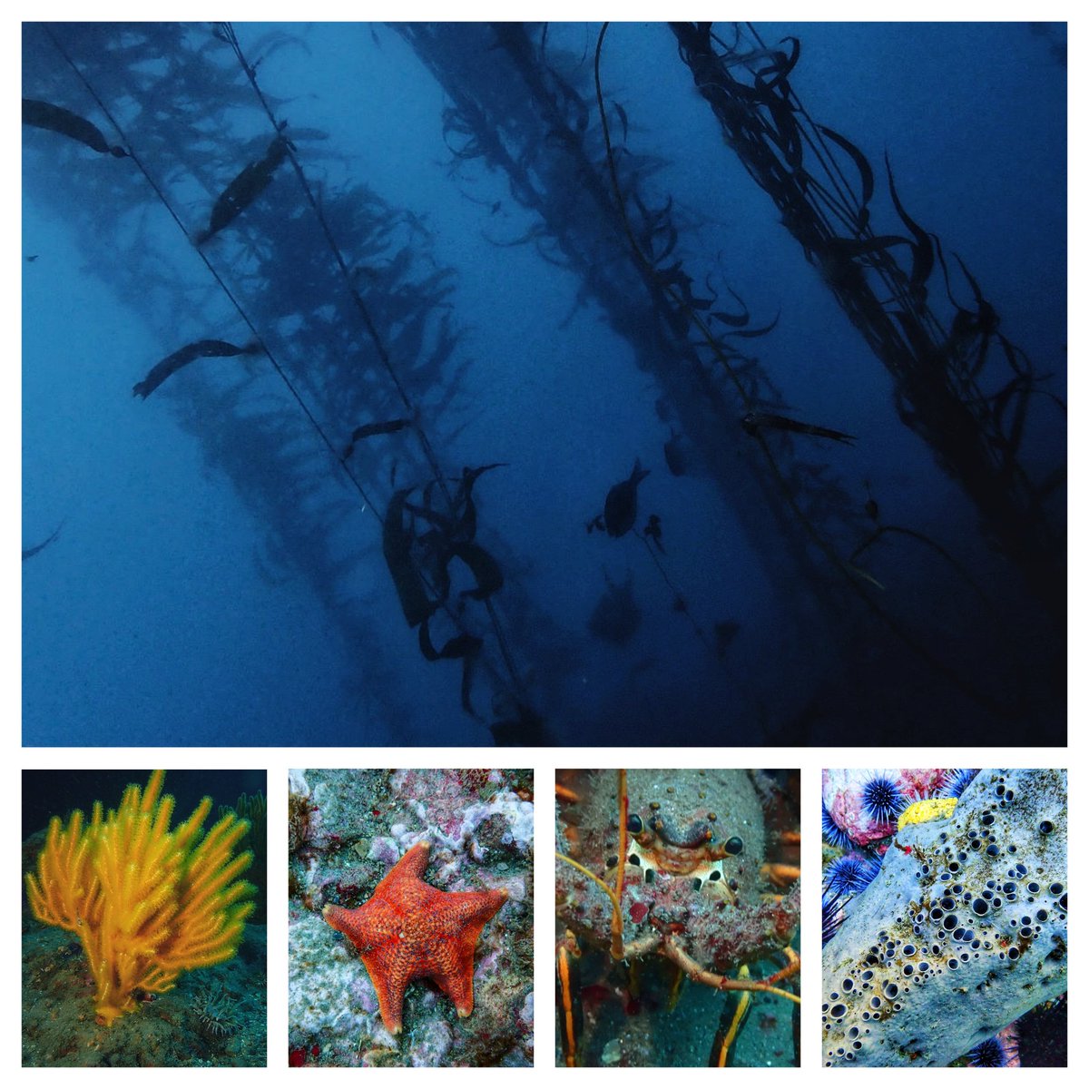 Kelp forests are underwater areas with a high density of kelp, which covers a large part of the world's coastlines. Smaller areas of anchored kelp are called kelp beds #oceanlife #mexico #kelp #starfish #lobster #coral #bajacalifornia