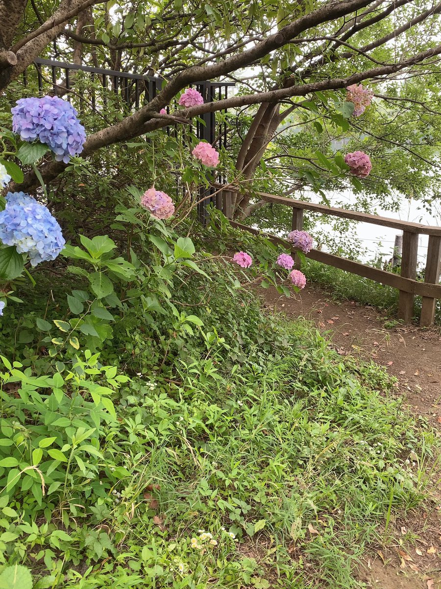 ダイエットも兼ねて、久しぶりに朝散歩も再開しました🌼🌟 https://t.co/OHizGVZ1Cd