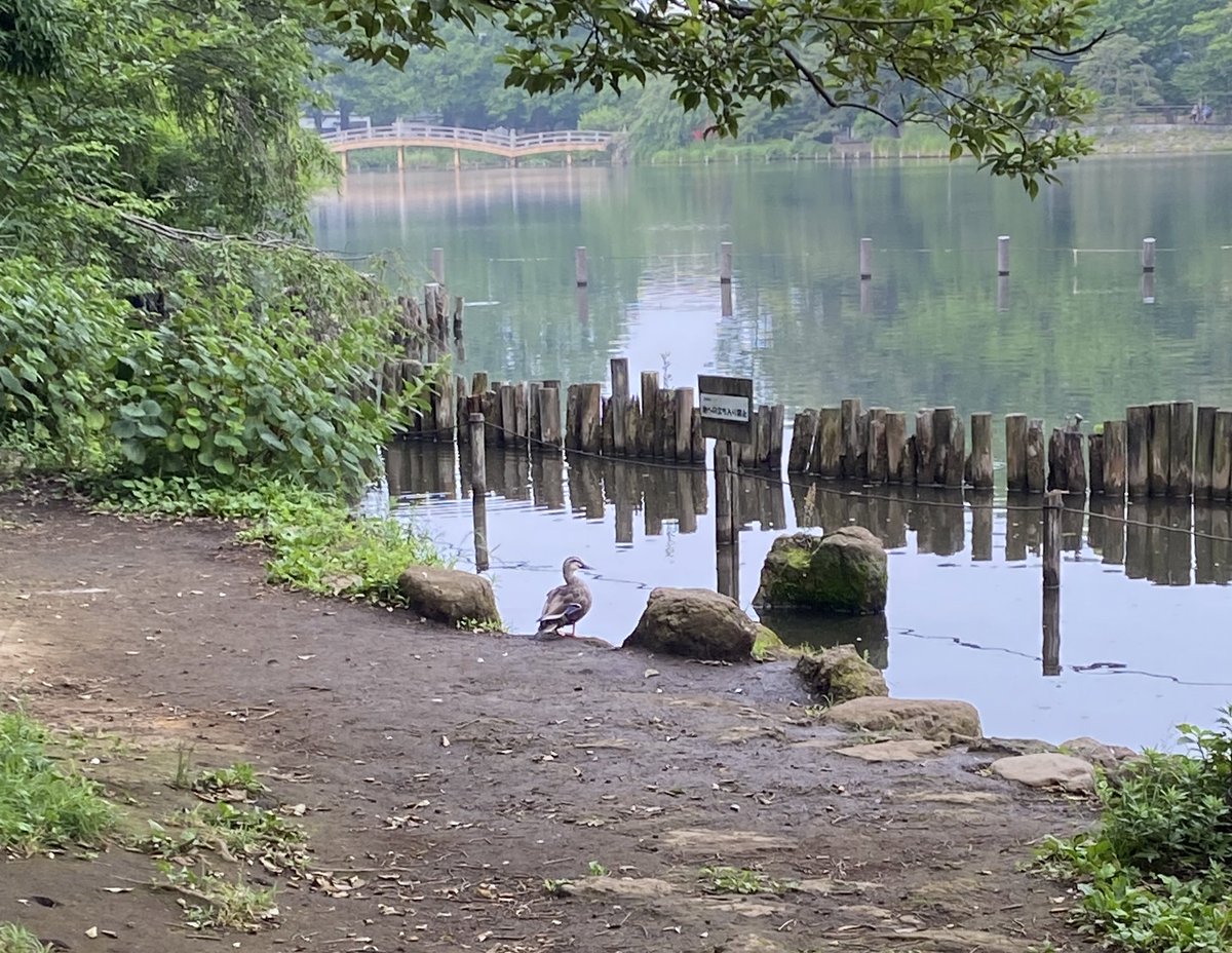 ダイエットも兼ねて、久しぶりに朝散歩も再開しました🌼🌟 https://t.co/OHizGVZ1Cd