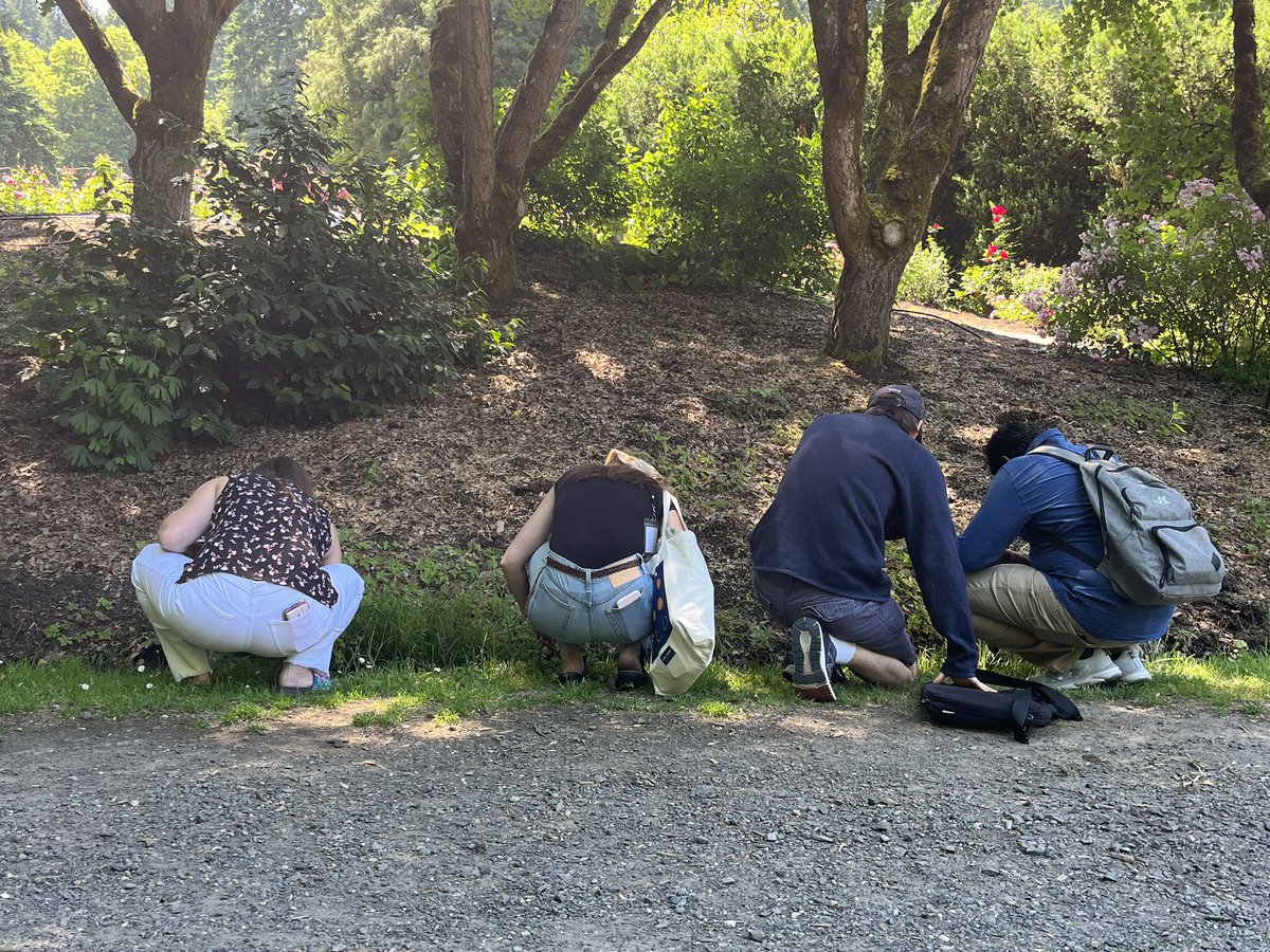 Looking for planarians with the Van Wolfswinkel lab at the International Rose Test Garden during a break at #NAPM2023