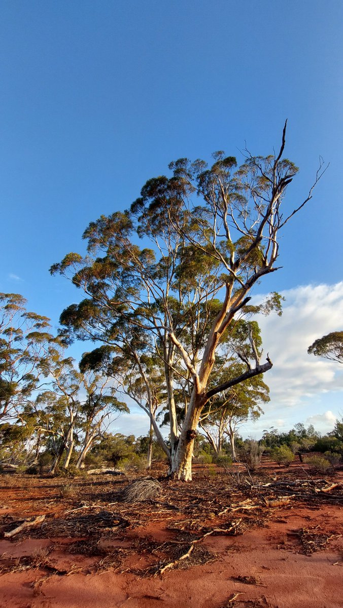 It's hard to beat the colours of Salmon Gum (Eucalyptus salmonophloia) woodlands in the late afternoon light.
Land clearing has left this eucalypt's populations highly fragmented and as such, it is listed as vulnerable by the IUCN.