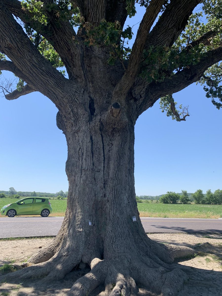 cindyrellapr's tweet image. #Staterecord Bur Oak