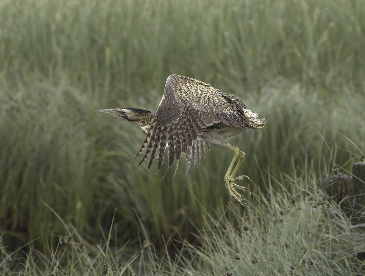 Eurasian Bittern take off. At @ElmleyNNR 

@ChrisGPackham @RSPBEngland @Natures_Voice #TwitterNatureCommunity #birdsseenin2023 @BBCSpringwatch