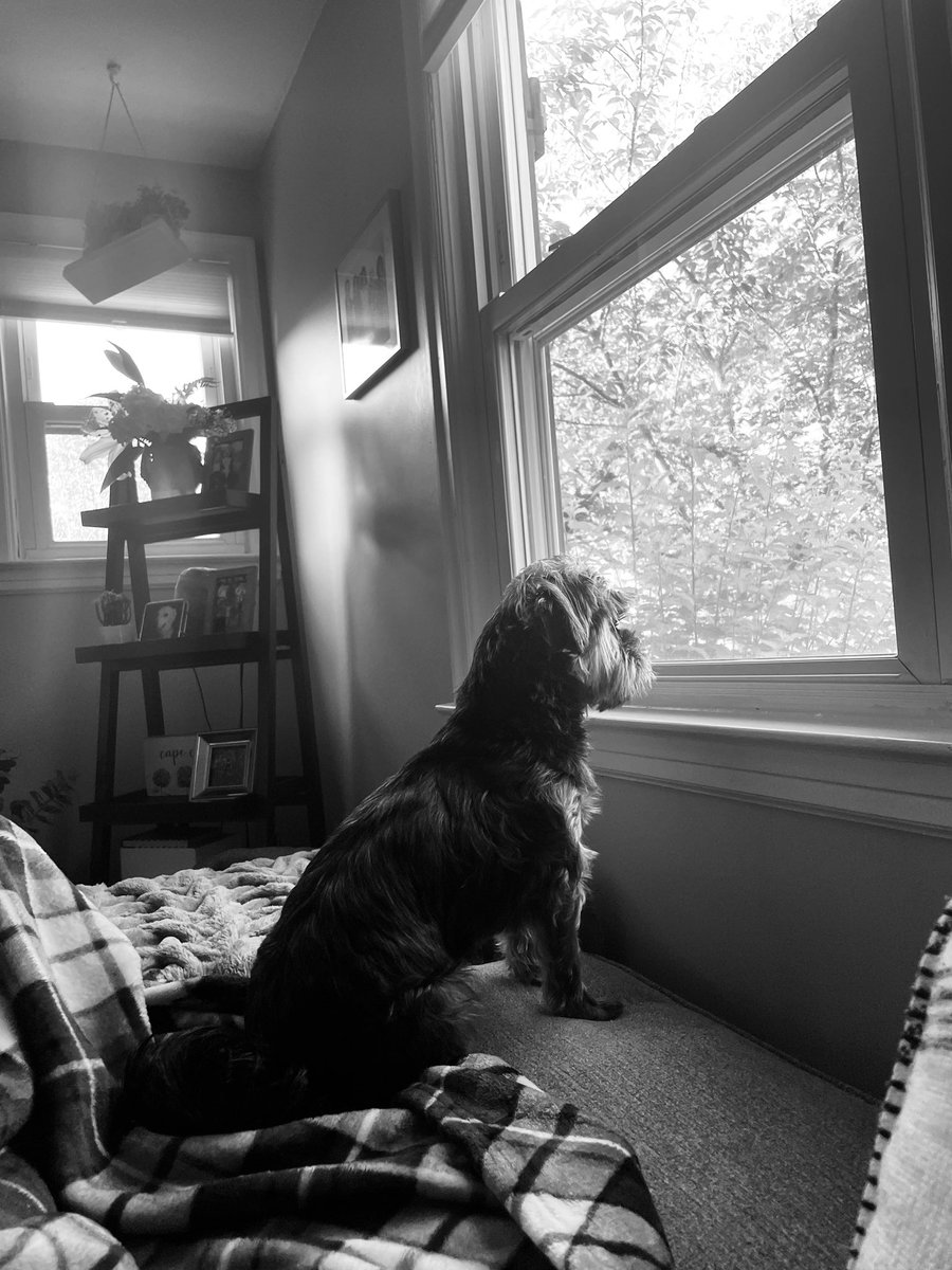 Just a dog contemplating how it is so humid outside.