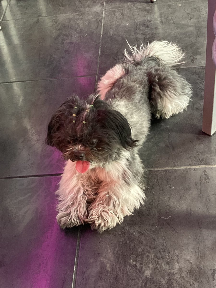Luigui Perez (@luiguiapr) on Twitter photo Perrita extraviada <a href="/Trafico_ZMG/">TráficoZMGuadalajara</a> en la plaza Corner de Guadalupe yendo hacia periférico Perrita extraviada <a href="/Trafico_ZMG/">TráficoZMGuadalajara</a> en la plaza Corner de Guadalupe yendo hacia periférico