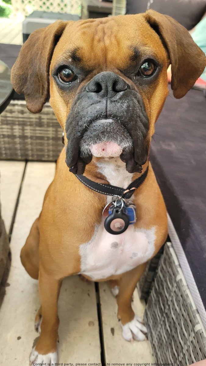 BYoder19's tweet image. Hey, fellow summer lovers! Ready to make some extra cash while enjoying the sun? Check out TEMU app and use my code &amp;lt;202645838&amp;gt; for up to $20 in rewards! Trust me, it's the best way to save for #summer2023. Plus, your furry friend will appreciate it too 😉 #dogsoftwitter