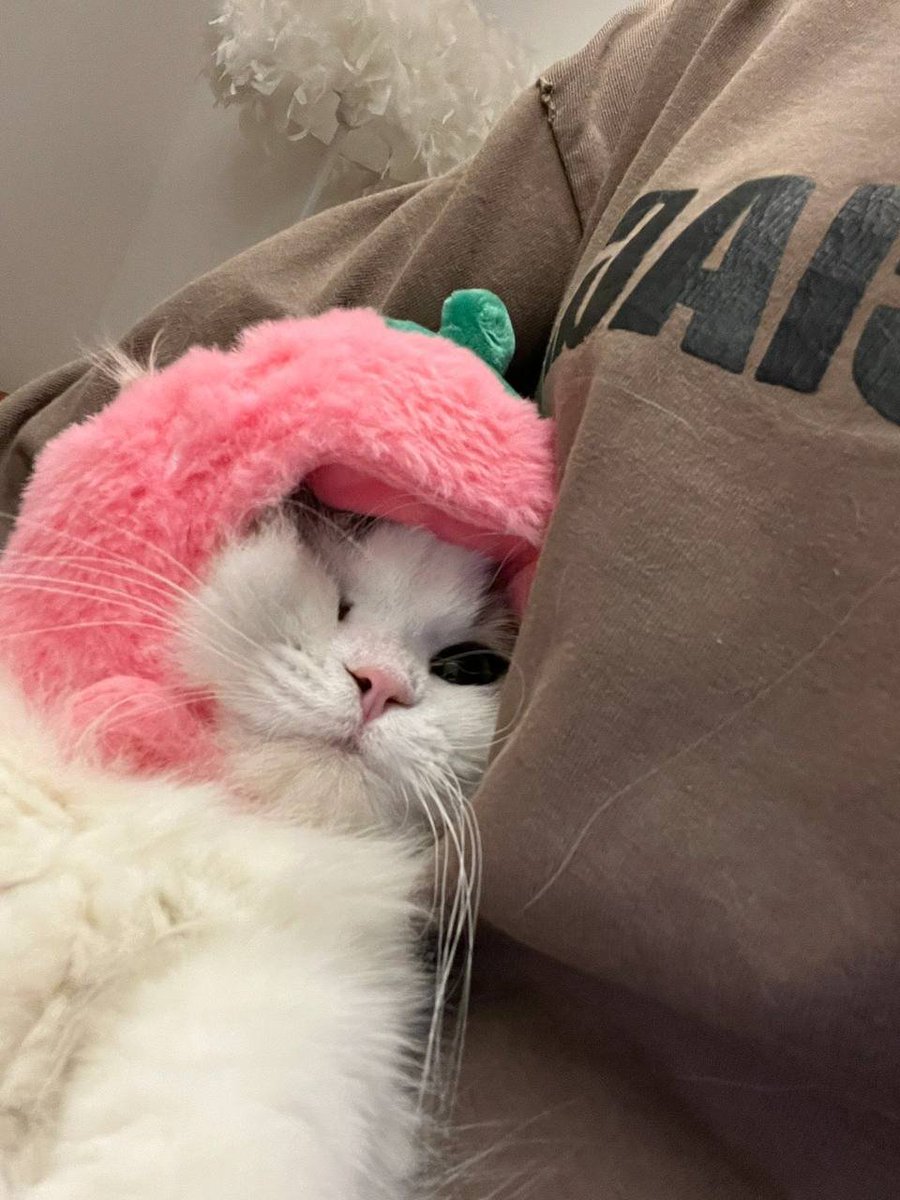 noria116's tweet image. #A cat will be your furever friend#Home is where the cat is