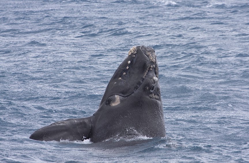 jameshwhitmore's tweet photo. The whales are back! In the last week Southern Right Whales returned to Victoria’s coast. In this week’s Out of the Blue @3CR I spoke with Kasey Stamation @DEECA_Vic to find out what they’re doing here https://t.co/5qVIFpxU0t https://t.co/V2Lr2kwDu0