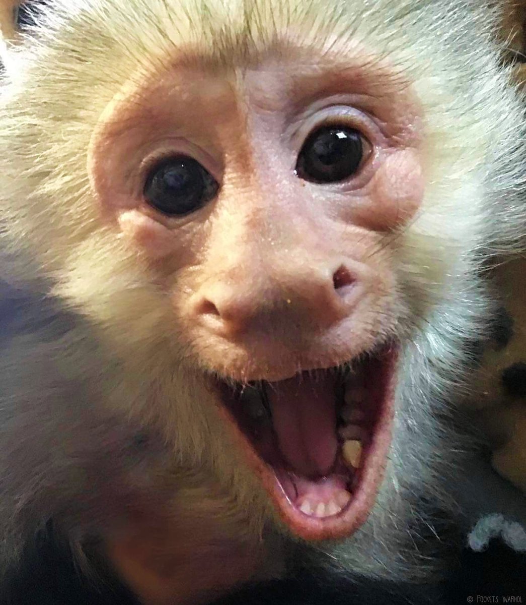 Happy Birthday to @rickygervais one of the sweetest, kindest humans on the whole planet who is doing amazing work for so many animals in need of love & help. We don’t share the same birthday, but I‘m lucky  to share the same happy smile! Love, Pockets Warhol❤️🎨🐒#rickygervais