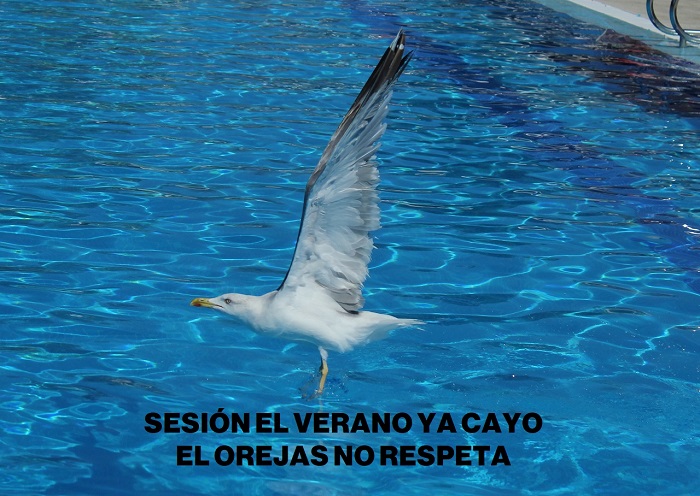 La Fiesta del Verano Valladolid 2023 jjfiestas.es/la-fiesta-del-…