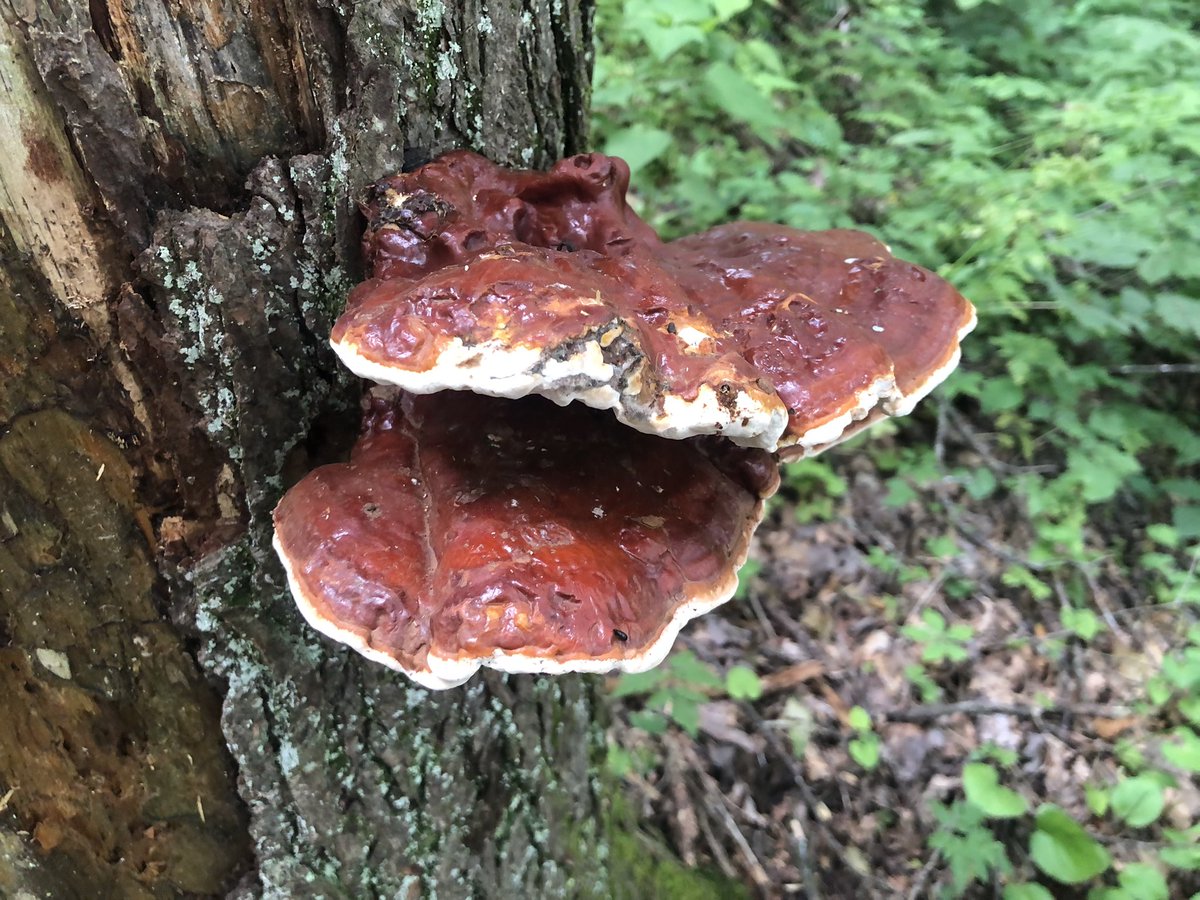 Found a motherload of Reishi