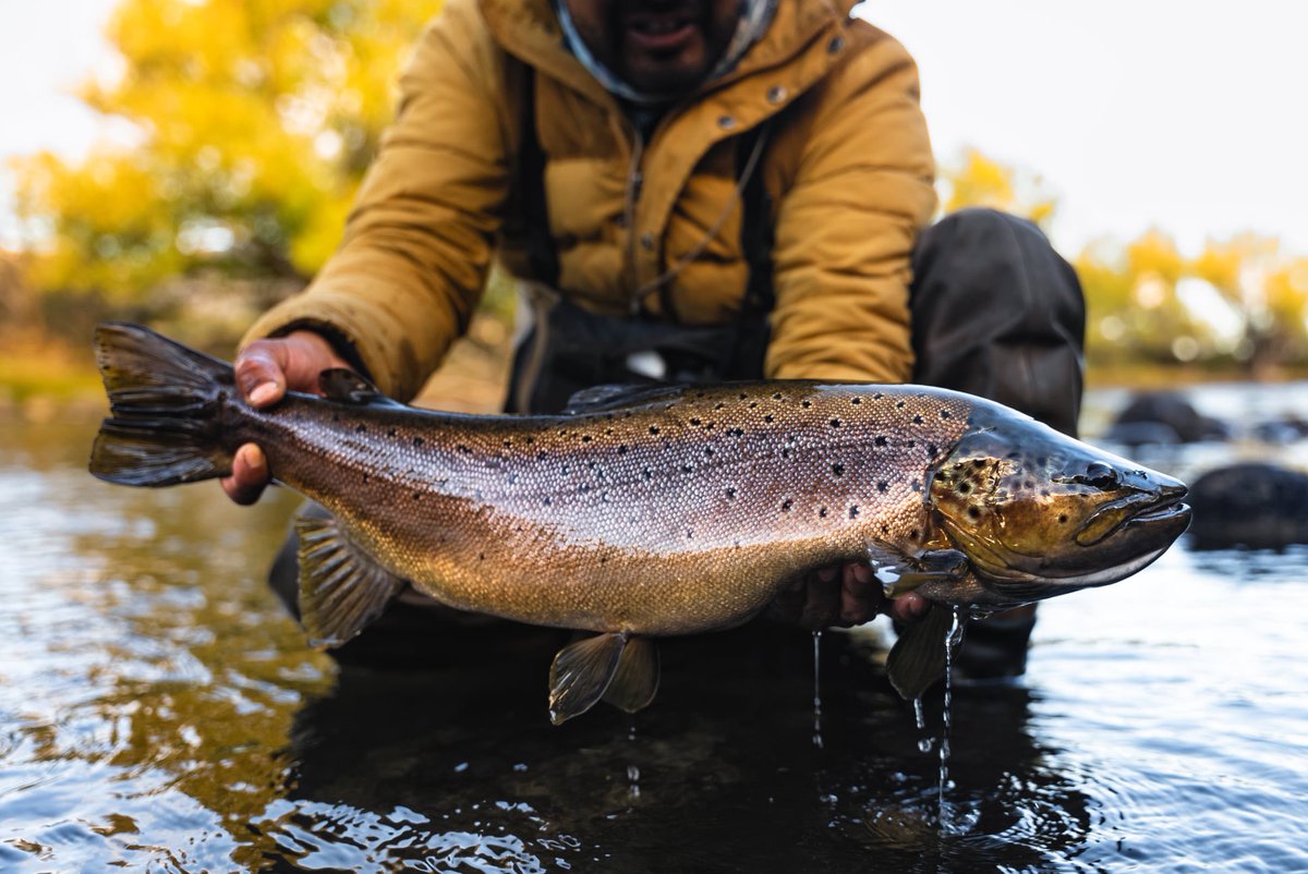 repyourwater's tweet photo. Captivating colors on a beautiful dark brown!
Photo by Ivan Orsic.
#RepYourWater #FishExploreConserve #FlyFishing #Explore #FlyFish #browntrout https://t.co/OiZ8AGl2SW