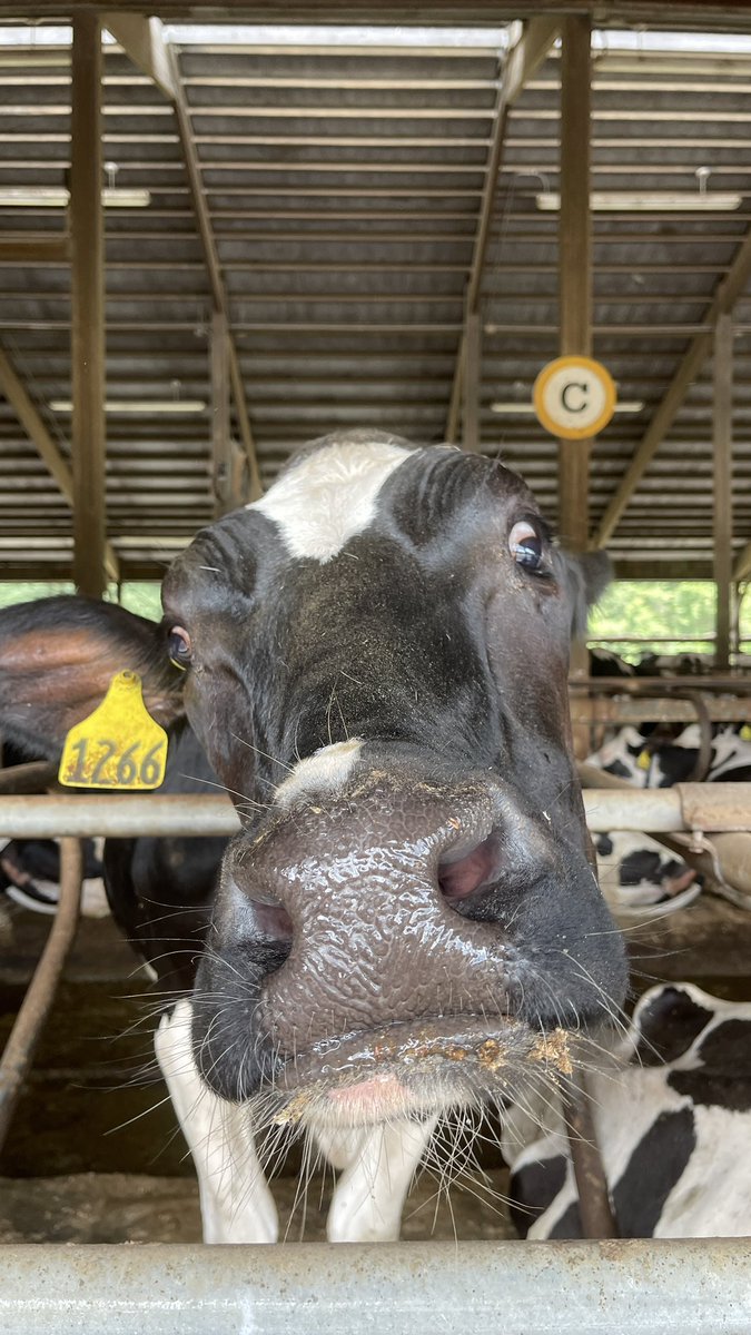 NilesmLarson's tweet image. Went on a farm tour in the northeast section of Massachusetts, Sudbury, Lexington, Carlisle