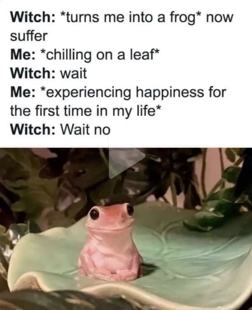 🐸 The zen of the frog 🐸 is my vibe today