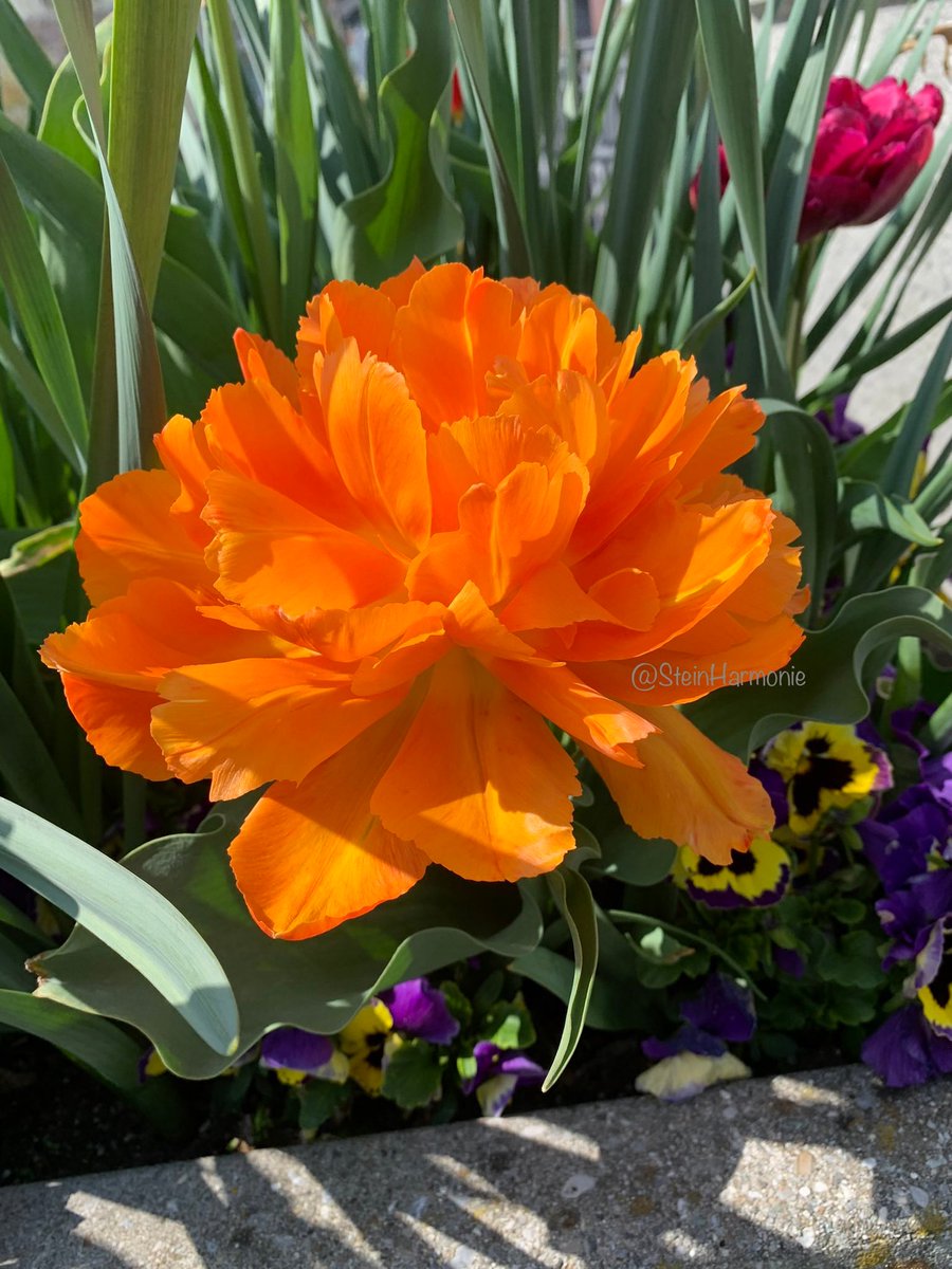 orange flower