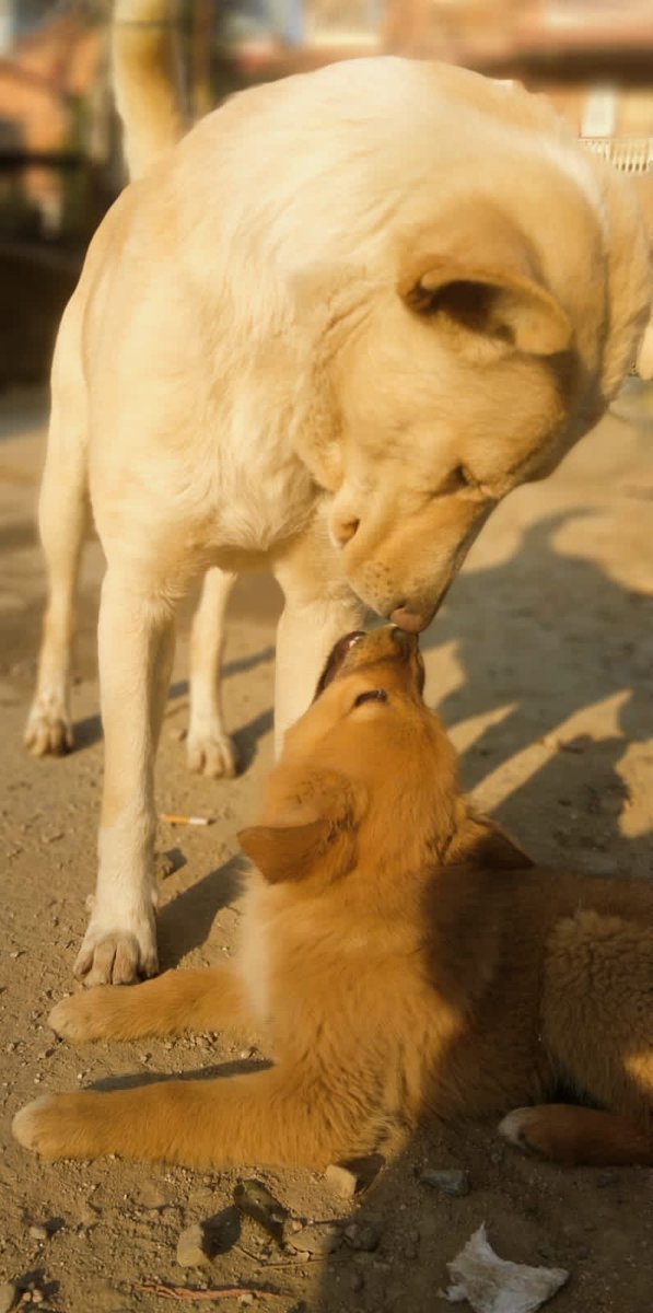 Love is that no one can understand just fill it