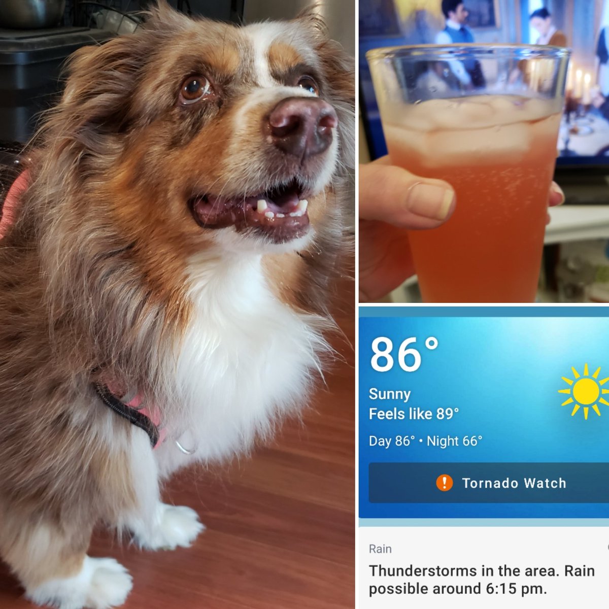 Mommy and me are prepared...don't judge mommy! 🥂🤣
#dogs #australianshepherd #dogsoftwitter #tornadowatch