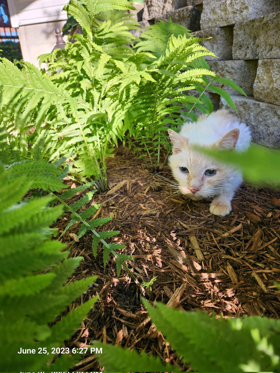 SneakersPoetry's tweet image. scrungle in the jungle