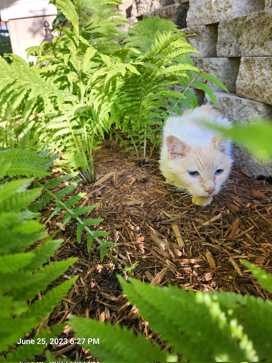 SneakersPoetry's tweet image. scrungle in the jungle