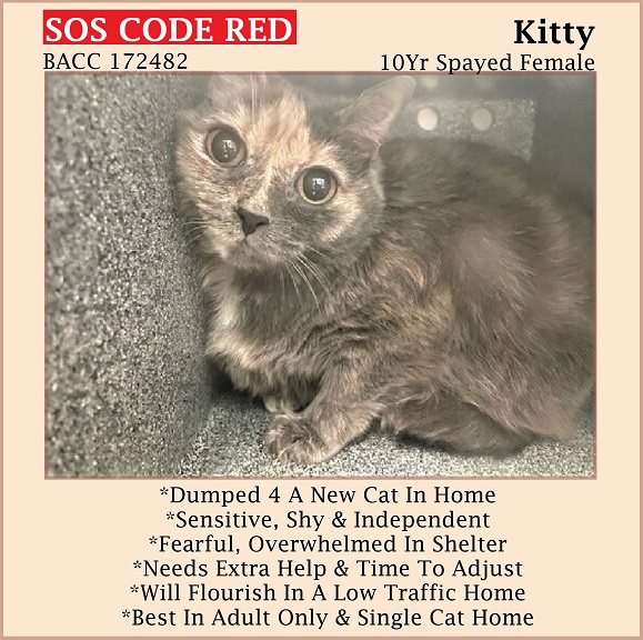 🆘CODE RED🆘TBD TUE 6/27/23🆘
💘SCARED 10YO #SENIOR DILUTE #TORTIE CAT 'KITTY'💘
😿💔DUMPED 4 AGGRESSION, (BITING & SCRATCHING) NEW CAT IN HOME
🚨NEEDS #ADOPTION #RESCUE #FOSTER ASAP🚨
▶172482 facebook.com/photo?fbid=647…
🙏🏾#ADOPT #PLEDGE #AdoptDontShop
#BROOKLYN #NYCACC #CAT