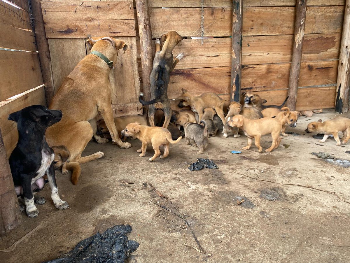 WhiskersT's tweet photo. Puppies we have at the shelter ❤️ #memes #memesdaily #rescue #rescues #animals #anime #animal #gato #gatos #bestmeow #neko #cutecats #cutecatsofinstagram #adoptdontshop #kittensofinstagram #instakitty #lovecats #lovedogs https://t.co/DrDf3IcgZb
