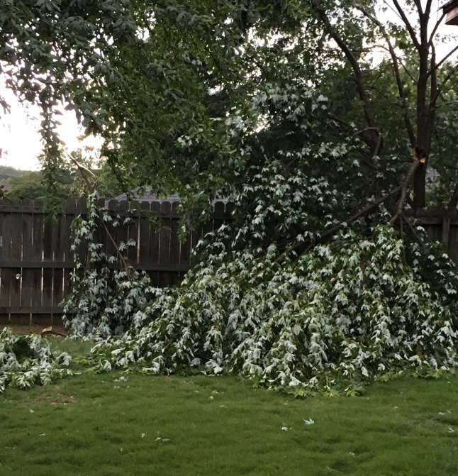 Backyard a mess too. Neighbor’s tree limbs fell over our fence.  Looks like a busy day tomorrow.
#arwx