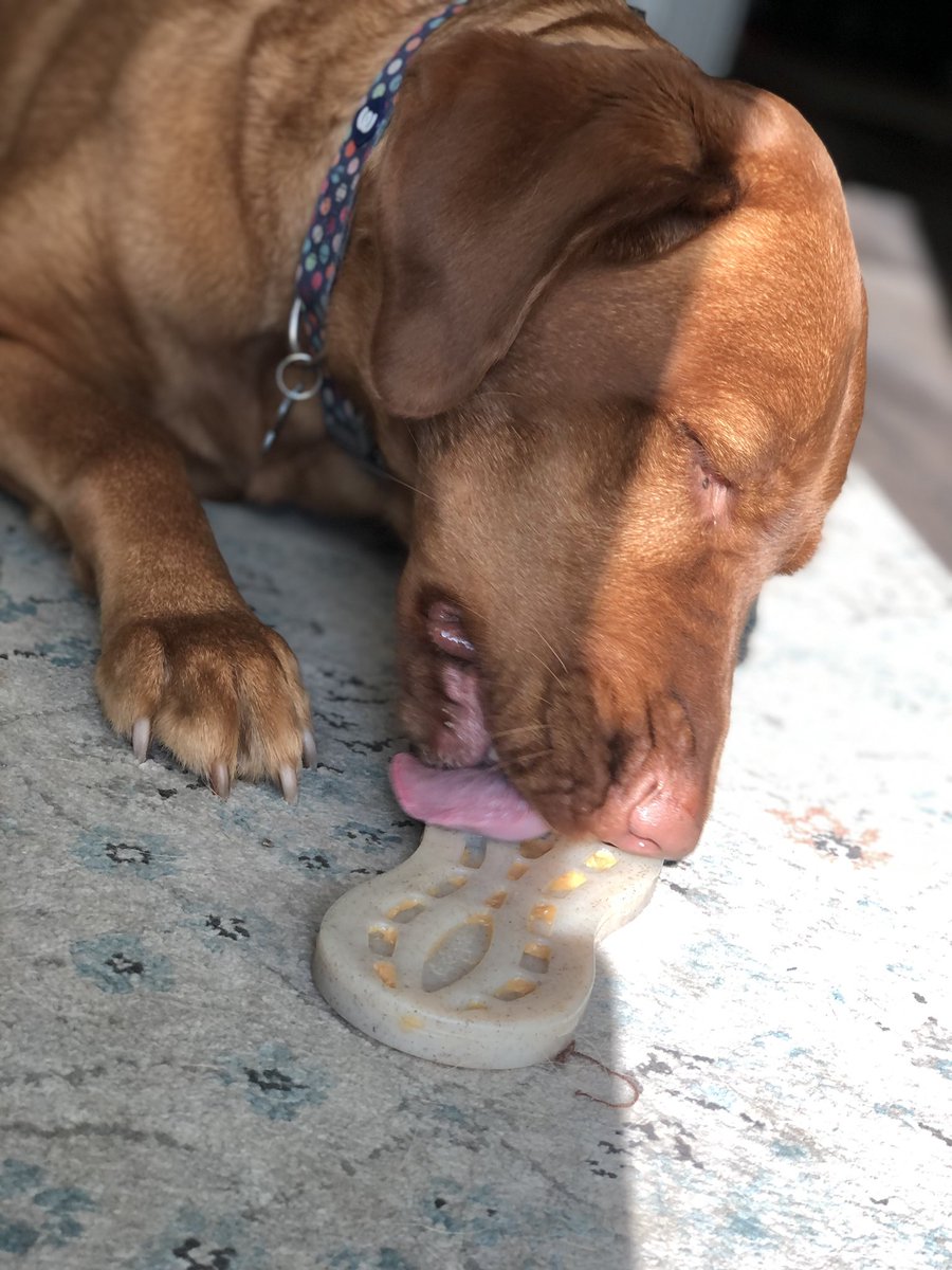 Rubydoobydog's tweet image. Pals! Tomorrow is mine burfsday an me wuz allowed get a pwesent early! Dis the goodest day! @ShyloGrace1 can yous believe me is 4?!