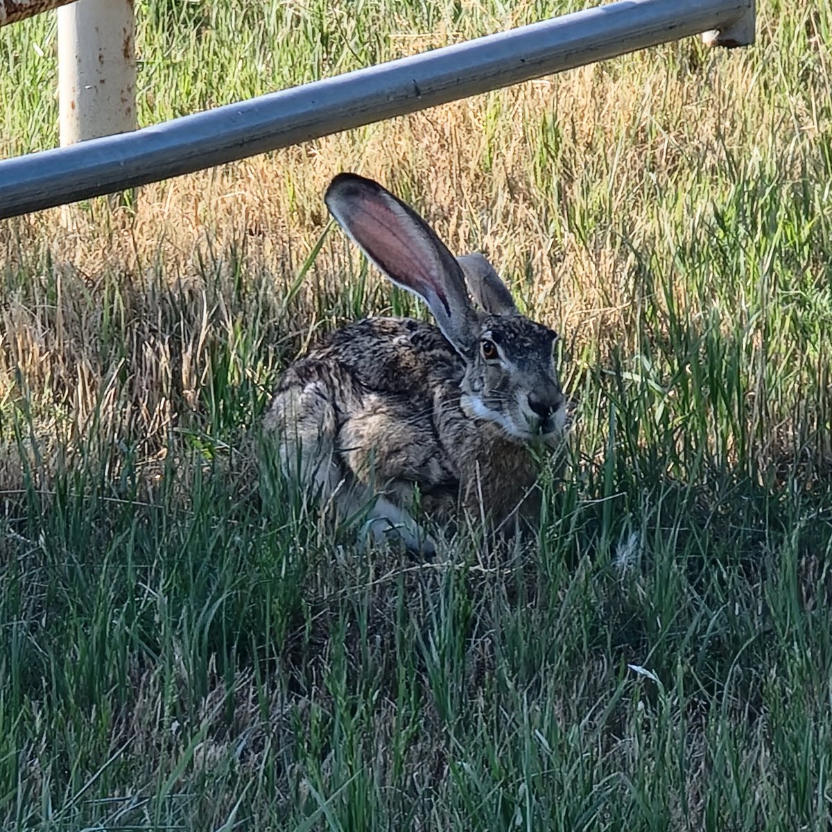 Jack! In the shade since it's 109 here in TX 🥵