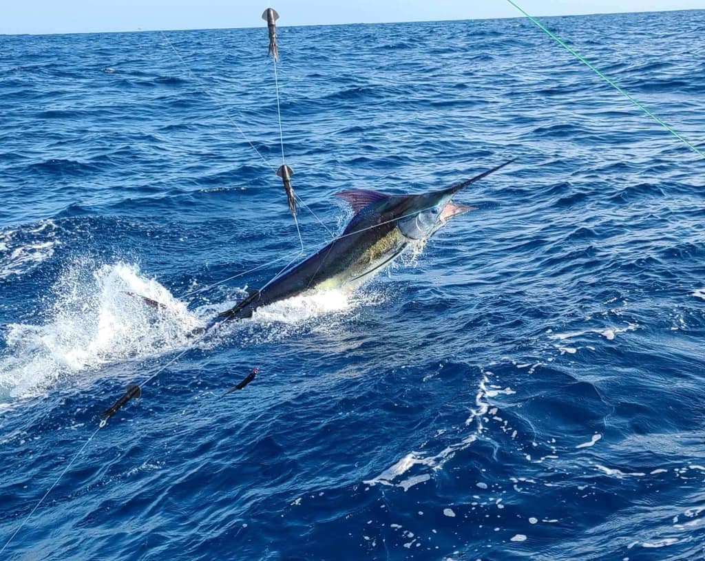 Hatteras, NC - Predator released a Blue Marlin and a White Marlin.