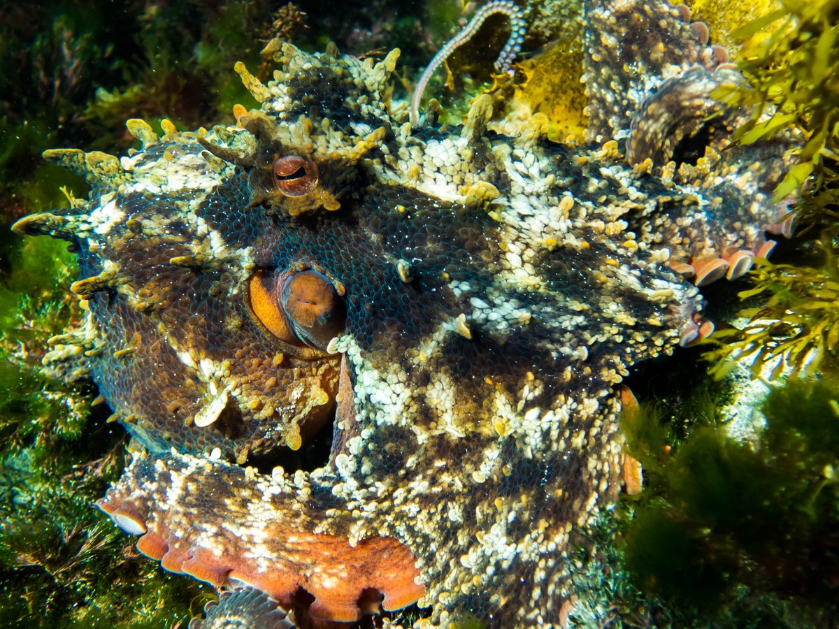 Was blessed by the cephalogods yesterday. I got to hang out with this beautiful #octopus for a while as it pootled around Clovelly, checking crevices and poking any fish that got too close.